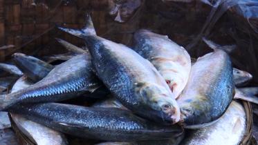 Maowa Fish market.Still002.jpg