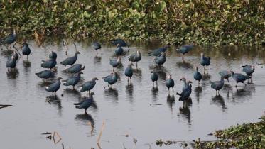 Migratory birds Baikka Beel.jpg