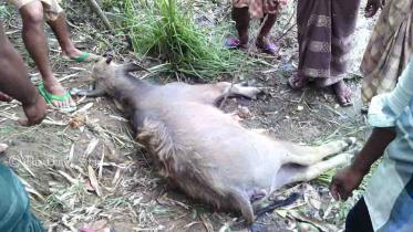 dead buffalo at Nandail haor