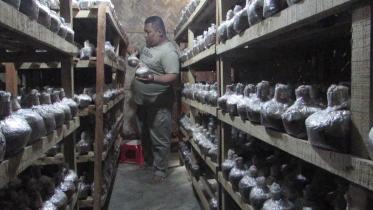 Mushroom Spore Production 1.jpg