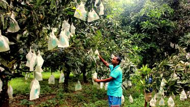 নানিয়ারচর আম (2).JPG