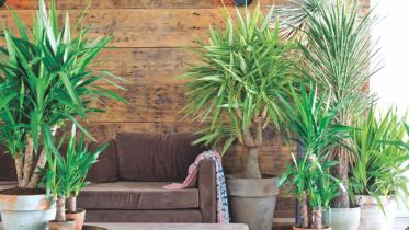 Natural air cleaners