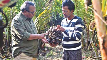 nipa palm fruits.jpg