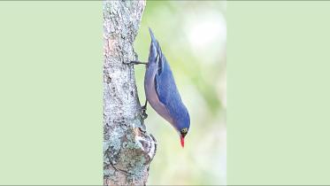 Nuthatch.jpg