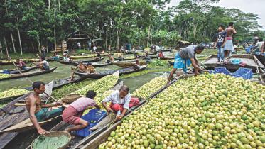 Of canals and guavas