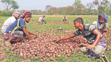 Onion Meherpur.jpg