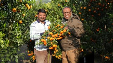 orange on plain land.jpg