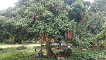 Pabna Litchi.jpg