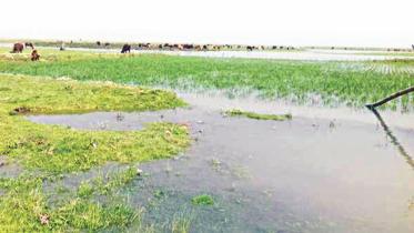 paddy field flooded.jpg