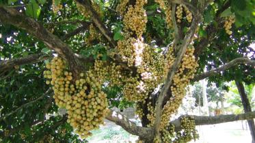 Panchagarh lotkon.jpg