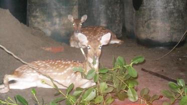 Patuakhali-deer-wb.jpg