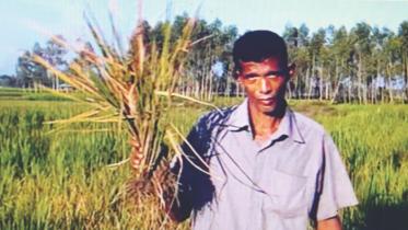 Pest attack aman plants.jpg