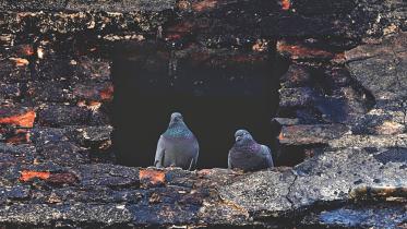 pigeon couple.jpg