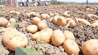 Potato price hike