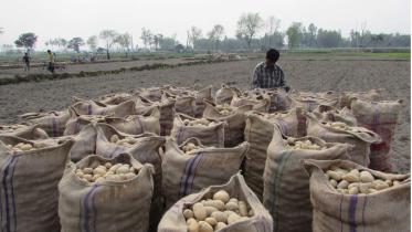 potatoes thakurgaon.jpg