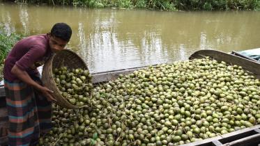 Price fall hog plum 1.jpg