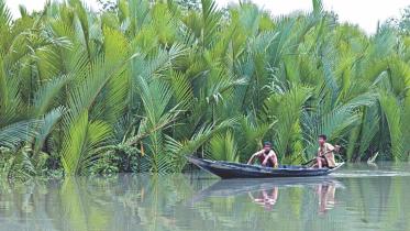 Protecting Sundarbans.jpg