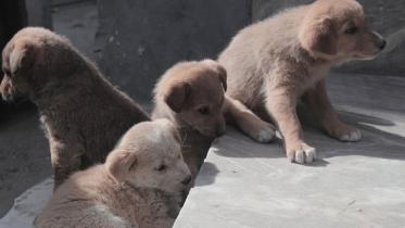 Puppies.jpg