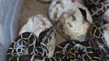 Pythons hatched in Chattogram Zoo