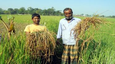 Rat invasion Haor.jpg