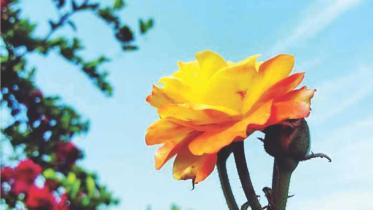 Resolution for 2017- Comprehending the 'Different'