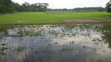 saplings affected.jpg