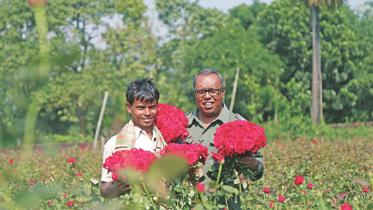 Savar rose villages.jpg