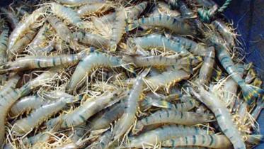 shrimps in Bagerhat.jpg