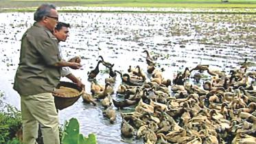 Shykh Seraj feeds ducks.jpg