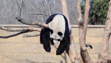 sleeping-panda