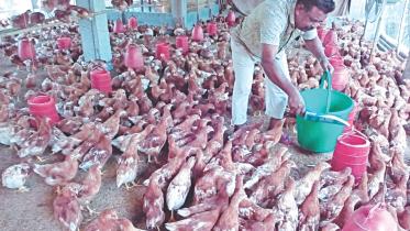 success chicken farming.jpg