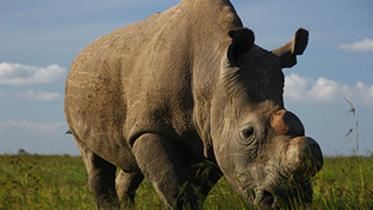 Sudan--Rhino--1-new.jpg