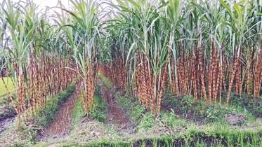 sugarcane