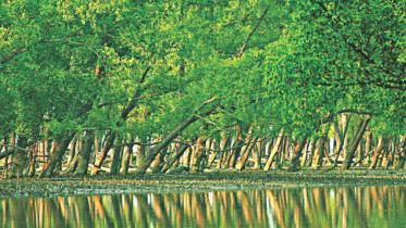 sundarban.jpg