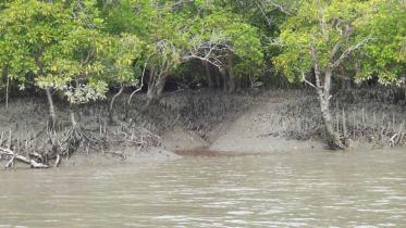 Sundarbans.jpg