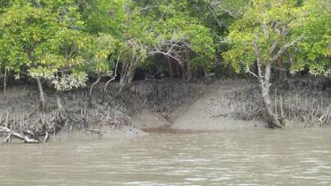 Sundarbans.jpg