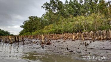sundarbans.jpg