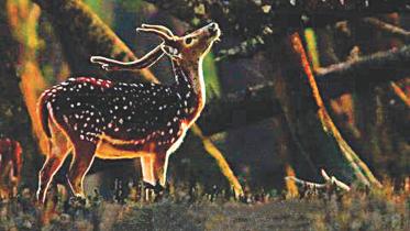 sundarbans beauty feat.jpg