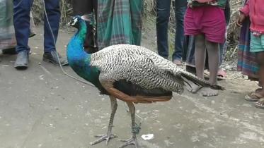 Thakurgaon Indian peacock.jpg
