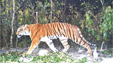 Bangladesh royal Bengal tigers