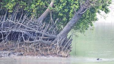 time-for-Sundarbans.jpg