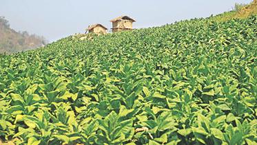 tobacco field.jpg