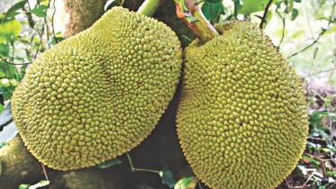 Top 5 fruits for mankind