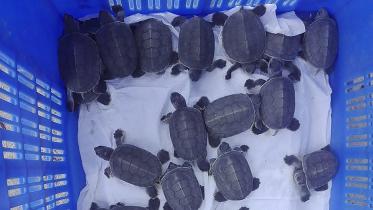 turtle hatches in Sundarbans