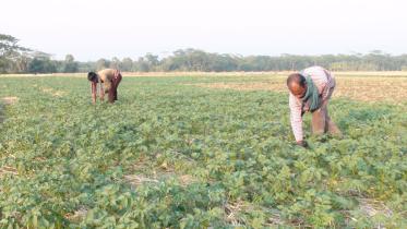 vegetables without ploughing.jpg