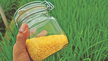 Golden rice in Bangladesh