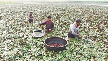 Water chestnut farming