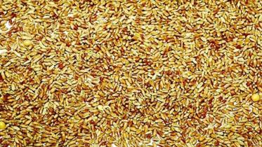 wheat-Brazil_channeli.jpg
