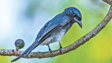 white-bellied drongo.jpg