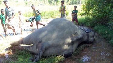 Wild elephant found in Bandarban